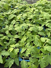 Lot of 3 ROMA TOMATO LIVE PLANTS 6 to 10 inches 60+ Days Old