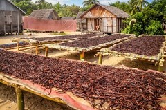 Tahitian Vanilla Beans – Whole Grade B Pods for Baking, Brewing, Extract Making