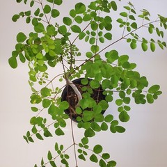 Moringa Oleifera Tree of Life Live Plant 3ft+- Save 6 Months of Growing Time