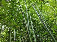 Madake Bamboo Rhizomes 1–12 Pack (Phyllostachys bambusoides) • Fast-Growing