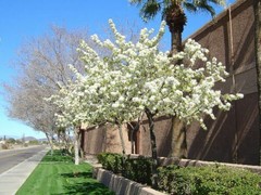 1 Dormant American plum starter plant, flowering fruit shrub/tree .Zones 3-8.