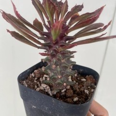 8CM Succulent Cactus Plant Euphorbia Guentheri Euphorbiaceae Home Garden Plant