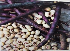 Mississippi Pinkeye 2 Purple Hull Peas Cowpeas Benefits St. Jude