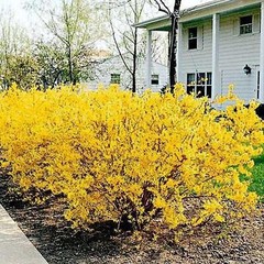 Live Plants -Shrubs -Trees 30 days old, 6″ to 10″ tall Ready to Plant seedlings