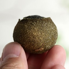 500g Small Green Mandarin Orange Meijiang No.1 Aged Pu’er Chenpi Ripe Tea