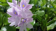 Florida Water Hyacinth Tropical Aquatic Floating Pond Plant