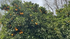 10 Pounds, 1 Box Of Freshly Picked Sweet & Juicy Valencia Premium Oranges.