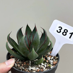 1Pieces 8cm Seedgrowth RareCactis Plant Agave Praying Hands Beautiful Outdoors