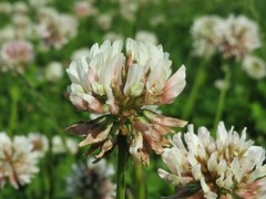 Dutch White Clover Cover Crop Seeds – NON-GMO – Heirloom Lawn Alternative