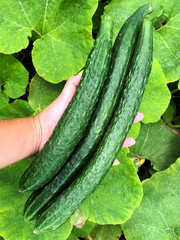 25+ Japanese Long Burpless Cucumber Seeds — Heirloom — NON GMO