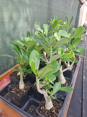 10 Adenium Obesum desert rose seedlings Rosa Del Desierto US SELLER