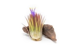 Jumbo Ionantha Guatemala ‘Macho’ Air Plants- Wholesale, Easy Care Indoor/Outdoor