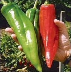 25 HATCH BIG JIM PEPPER SEEDS ~ heirloomseedguy ~ 2026 ~ NON-GMO