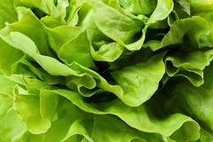 2000 BIBB LETTUCE (Limestone Lettuce) Lactuca Sativa Vegetable Seeds