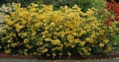 LEMON LIGHTS~Aromi Azalea Rhododendron Hybrid~STARTER Plant~MAY BE DORMANT!