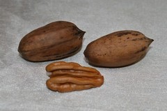 Pecans In-Shell 2.5 lbs Utah Grown Paper Shell Pecan 2023-’24 Crop Free Shipping