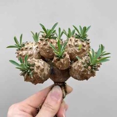 8cm Succulent Cactus Plant Euphorbia Gabizan（5-7 Heads）Cactaceae Beautiful Plant