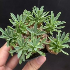 8cm Succulent Cactus Plant Euphorbia Gabizan（5-7 Heads）Cactaceae Beautiful Plant