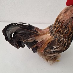 9.5″ Vintage Artificial Natural Feathered Decorative Rooster Rustic Farm Decor