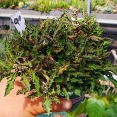 8CM Succulent Cactus Plant Euphorbia Cylindrifolia Cristata Cactaceae Beautiful