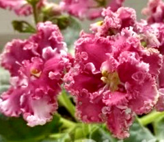 African Violet Plant LF Nezhnost’ Princessj /Princess’s Tenderness Starter