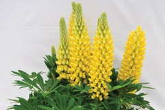 Yellow Lupine Seeds, Lupinus densiflorus aureus, Whitewhorl Lupine, FREE SHIP