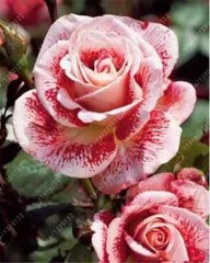 20 EXOTIC RARE ROSE SEEDS home garden flower plant bush diy sun Rosas hybrid tea