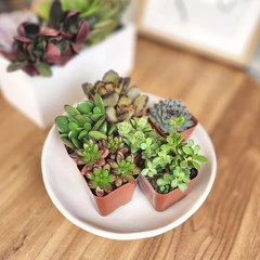 2IN Easy Care Live Succulent (6-Pack)