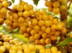 BRAZILIAN YELLOW BOURBON ESPRESSO COFFEE BEANS DARK ROASTED 5 POUNDS 1 POUND BAG