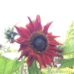 10+ RED SUN SUNFLOWER SEEDS — Heirloom — NON GMO — FRESH — RARE