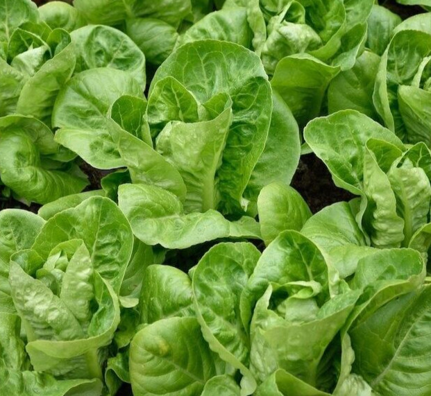 LITTLE GEM LETTUCE SEEDS 500+ butterhead GREEN salad GARDEN FREE SHIPPING