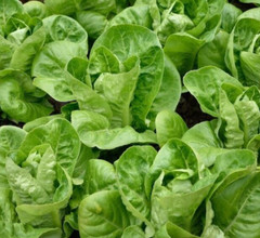 LITTLE GEM LETTUCE SEEDS 500+ butterhead GREEN salad GARDEN FREE SHIPPING
