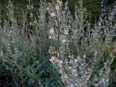 Salvia apiana | White Sage | White Sacred Sage | Bee Sage | 100 Seeds