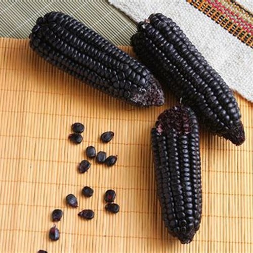 250+ Black Waxy Corn Seedss (Zea mays ceratina) For Planting