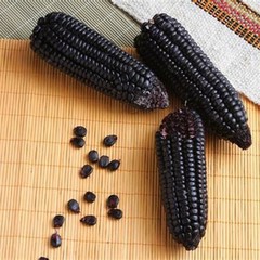250+ Black Waxy Corn Seedss (Zea mays ceratina) For Planting