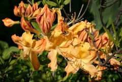 GOLDEN LIGHTS~~Azalea Rhododendron~Well Rooted Starter Plant~MAY BE DORMANT!