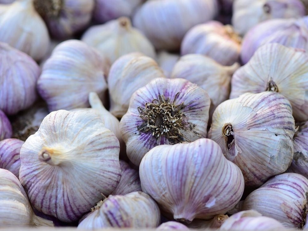 Siberian Garlic ,Whole Garlic Bulbs, Bulbs are ready for eating or planting.