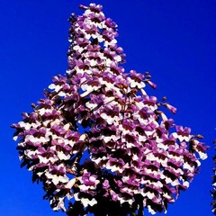 50 Royal Empress Tree Seeds “FASTEST GROWING TREE in the WORLD”