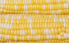 Peaches & Cream Sweet Corn Seeds, Bicolor Non-GMO Hybrid, Fresh 2026 USA Seller