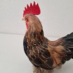 9.5″ Vintage Artificial Natural Feathered Decorative Rooster Rustic Farm Decor
