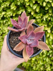 Rare Pink Succulent Graptoveria Dusty Easy Care Bare Root Live Plant 1-Head 2″