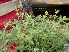 Common Garden Thyme Plant (Thymus vulgaris) Culinary Herb – Multiple Sizes