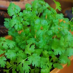 100++ Cilantro / CORIANDER Seeds | Heirloom – Non-GMO | Herb Seeds – USA FREE