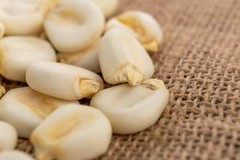 100 COUNTRY GENTLEMAN WHITE CORN Sweet Heirloom Zea Mays Vegetable Seeds *FlatSH