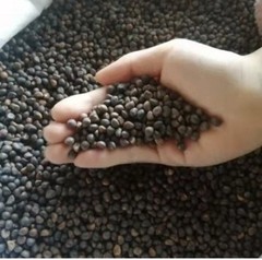2025Aug. NEW! water spinach ong choy 4000+ seeds （200 g） Vegetable
