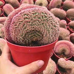 6-8CM Cactus Plant Echinocereus Rigidissimus Rubispinus Cristata Cactaceae Plant