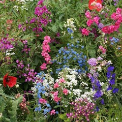 5 LBS Partial Shade Wild Flower Seed Mix For Planting Outdoors