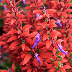 50 Salvia Seeds Flower Perennial Flowers Seed Pollinator Bees “Orange White”