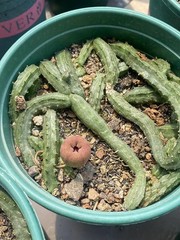 RareSucculent cactus Plant Echidnopsis malum Garden Décor Boutique 3PCS 5-8CM