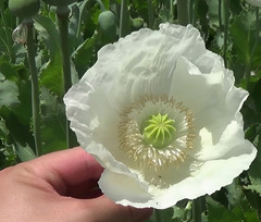 3,000 – 1 Gram Peshawar White Poppy Seeds – P. Somniferum – Giant & Solid White